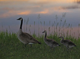 Canada Geese