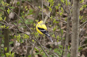 Goldfinches Gallery