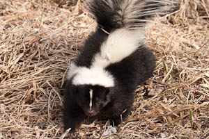 Skunk Gallery